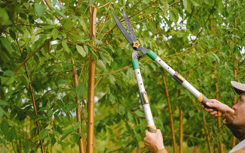 Tree trimming in Saint Charles, IA