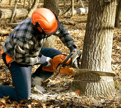 Tree Removal in Saint Charles, IA